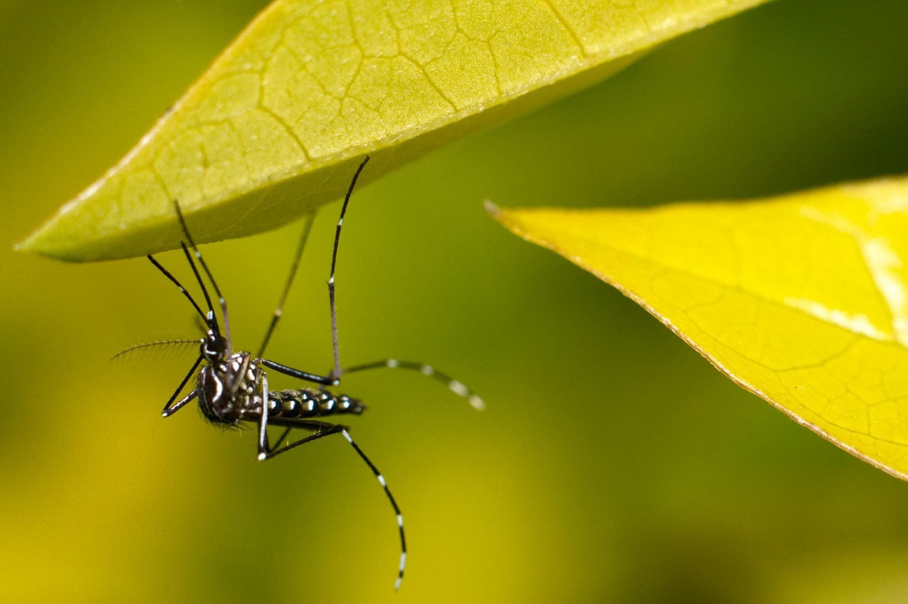 Aedes Mosquitoes