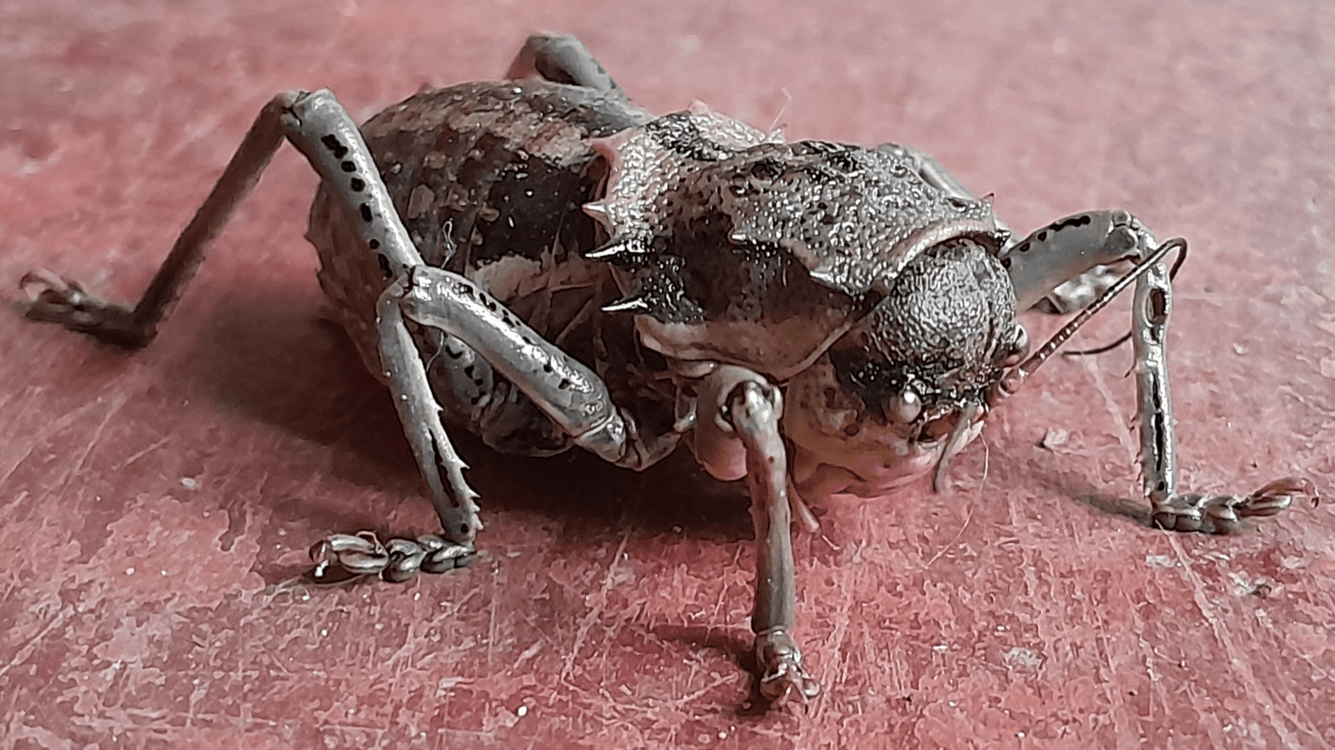Armoured Katydid