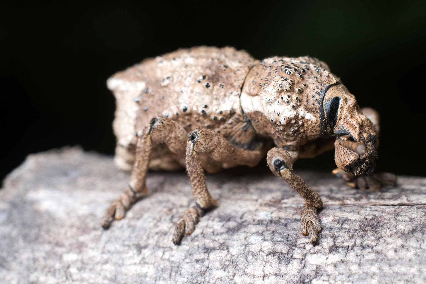 Armoured Weevil