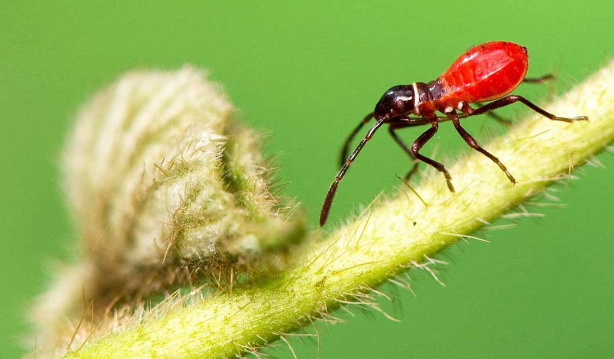 Assassin Bug