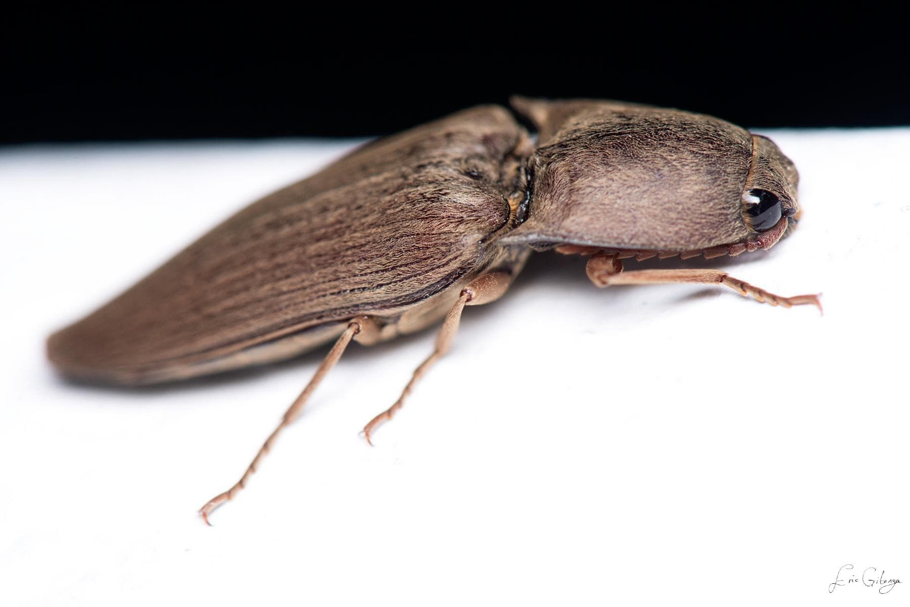 Click Beetle — The Insect That Flips Itself With a Snap