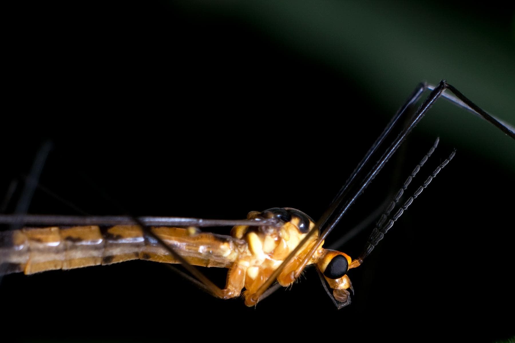 Crane Flies
