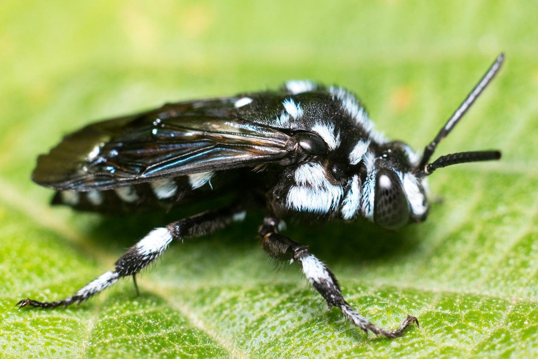 Cuckoo Bee