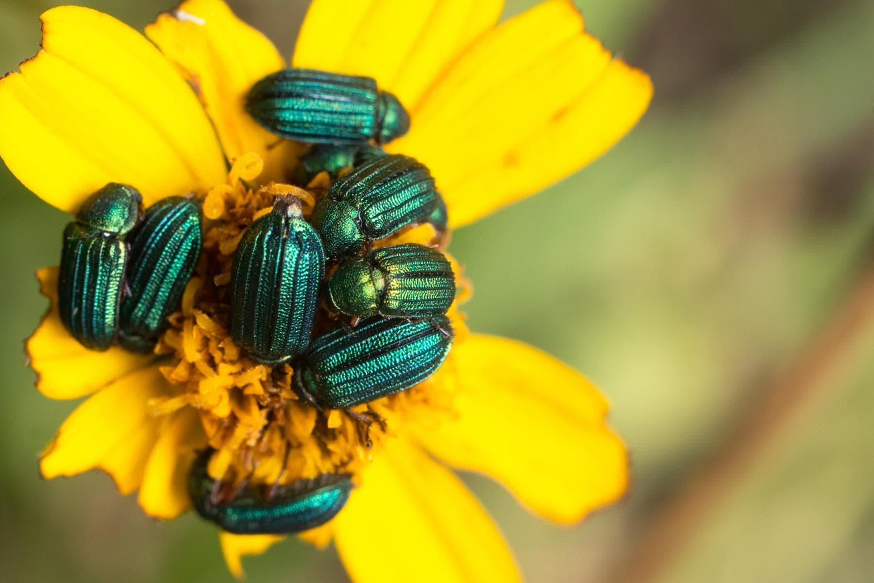 Jewel Beetles