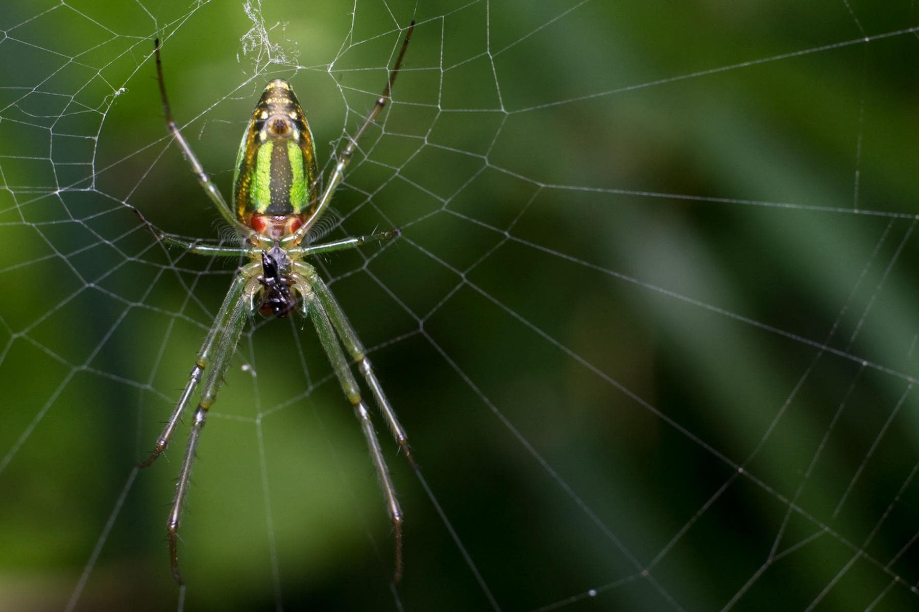 Orchard Orbweaver