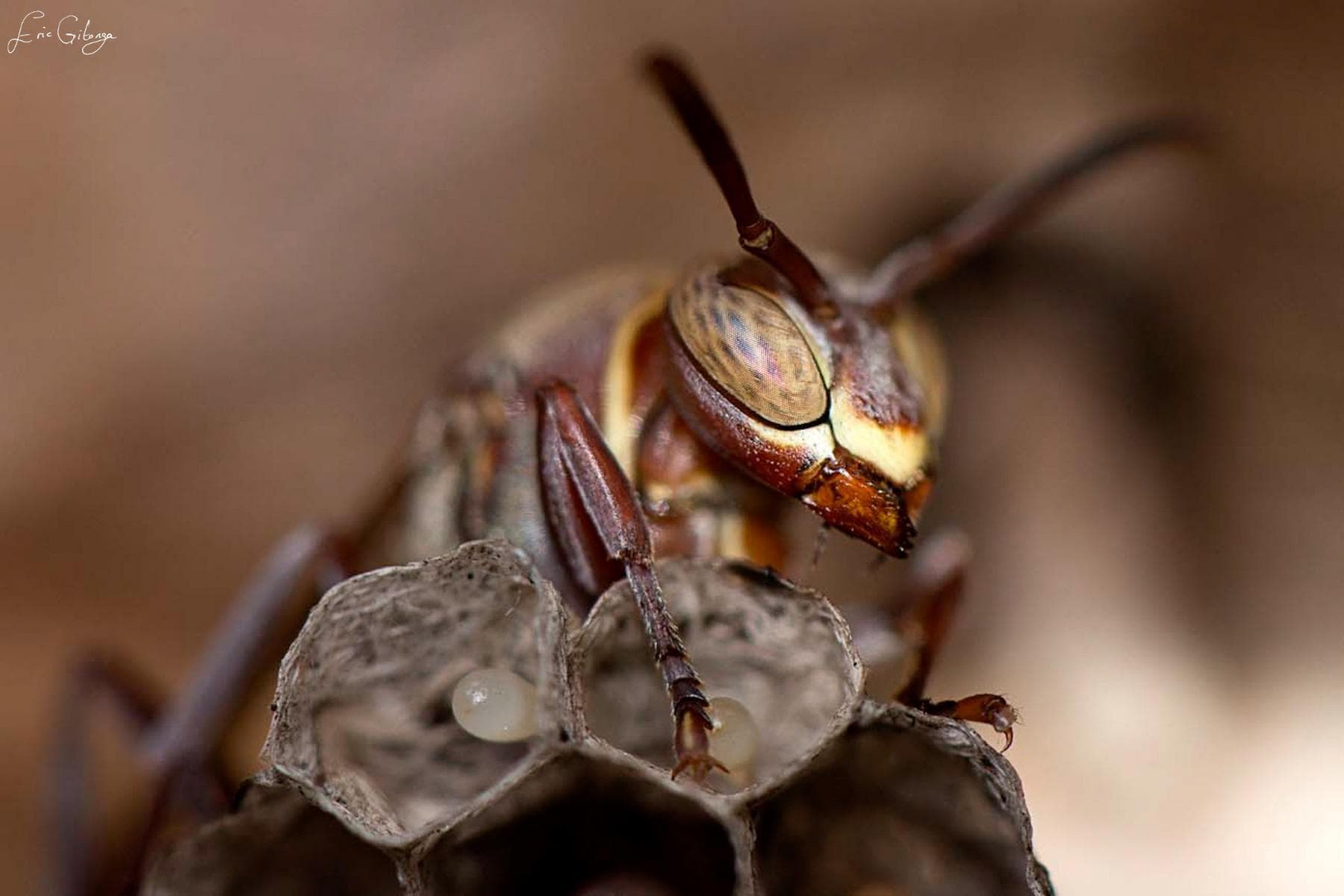 Paper Wasp — An Insect That Builds Its Nursery Out of Chewed Wood