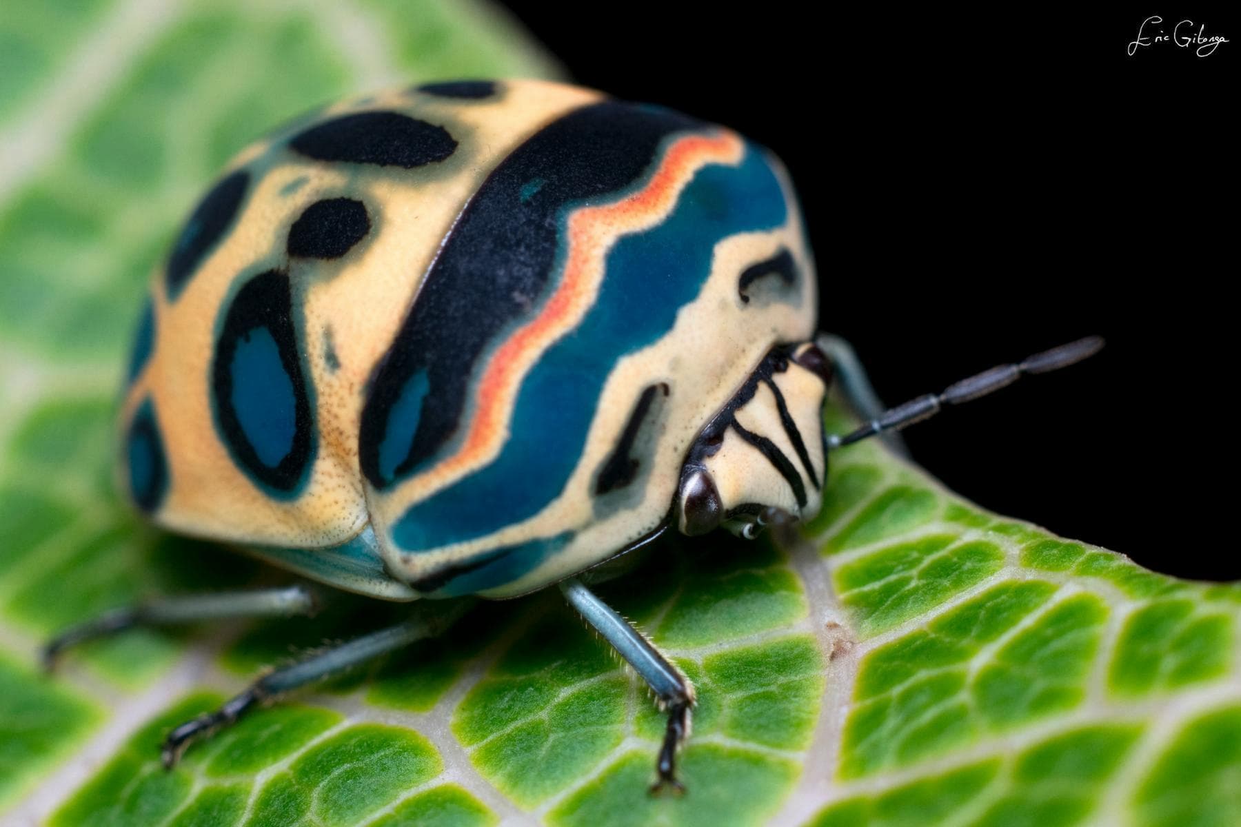 Picasso Bug