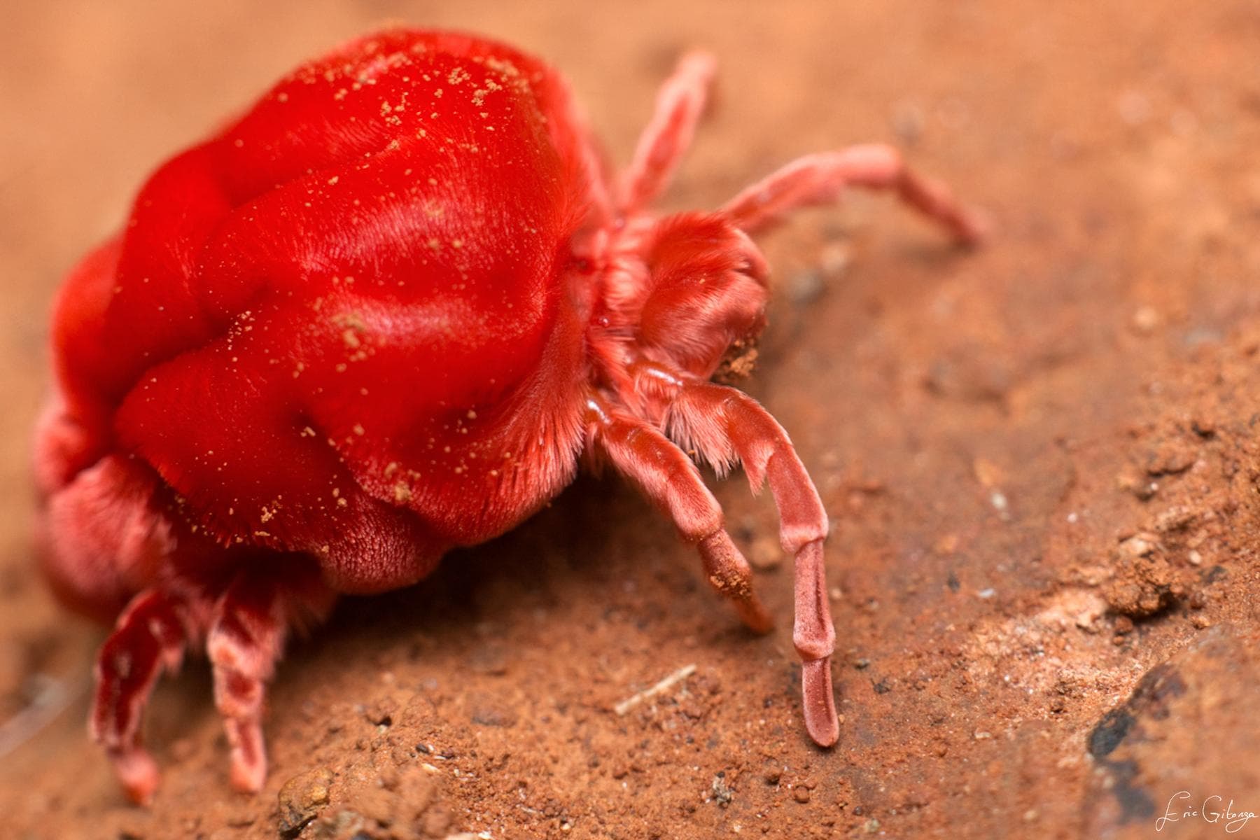 Red Velvet Mites