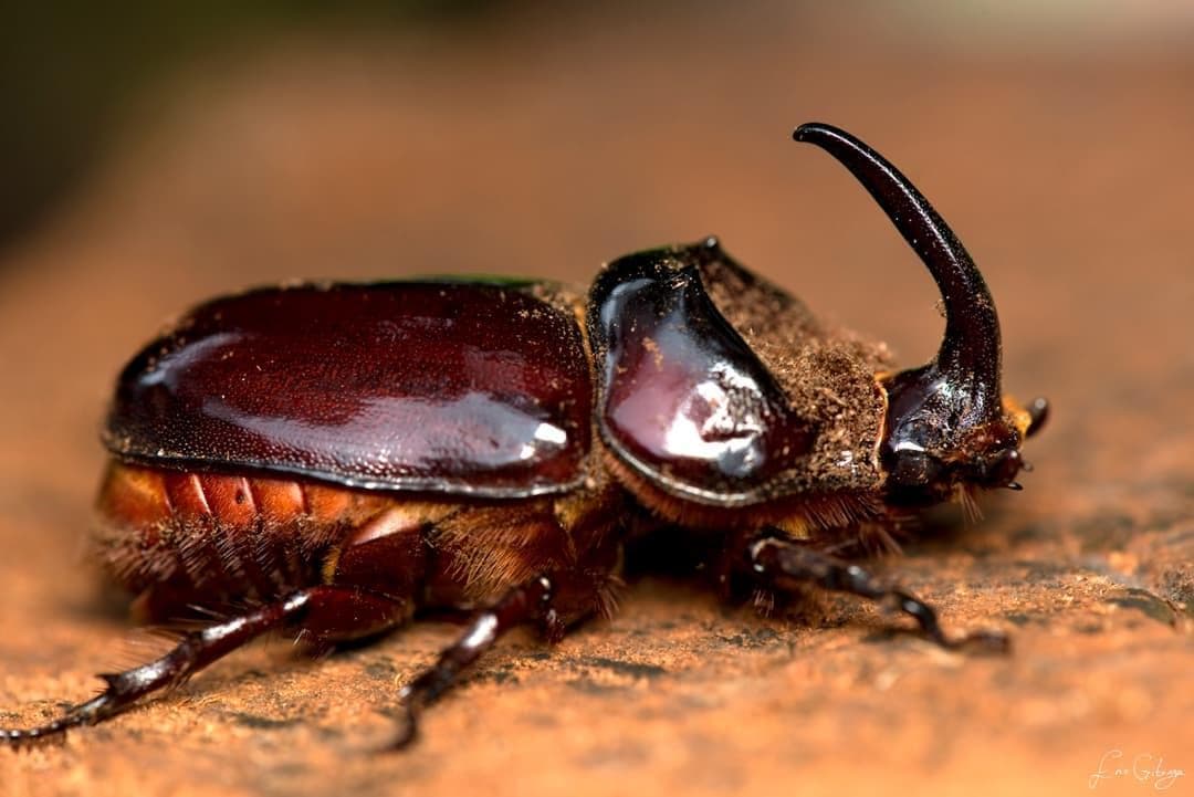 Rhinoceros Beetle