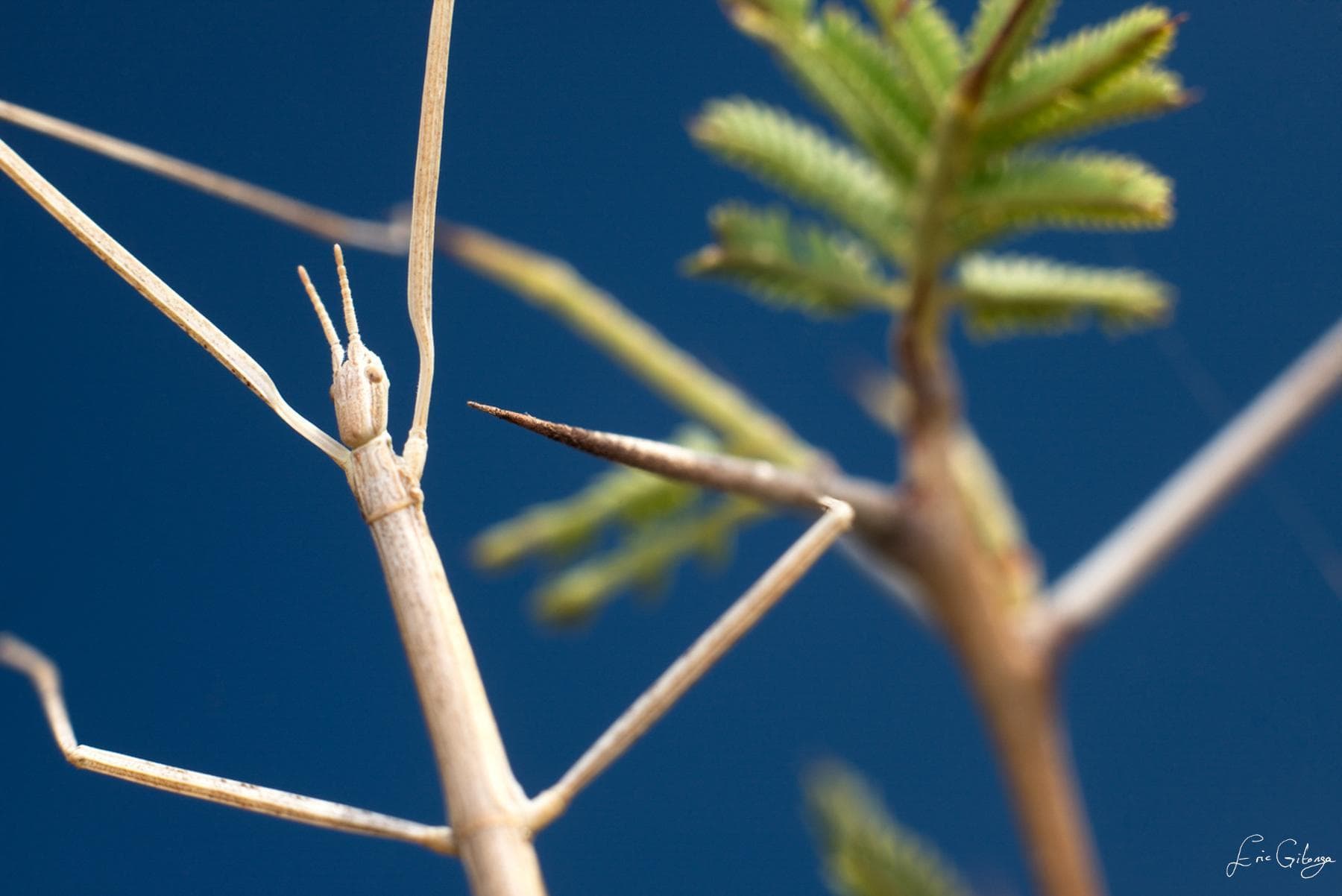 Stick Insects