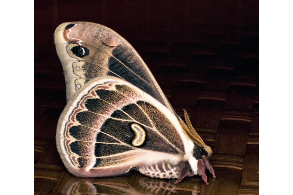 White-Ringed Atlas Moth
