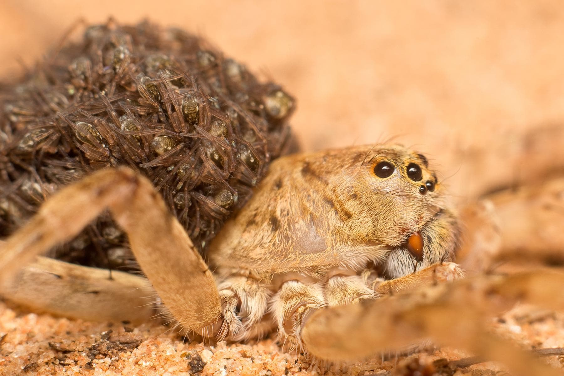 Wolf Spiders